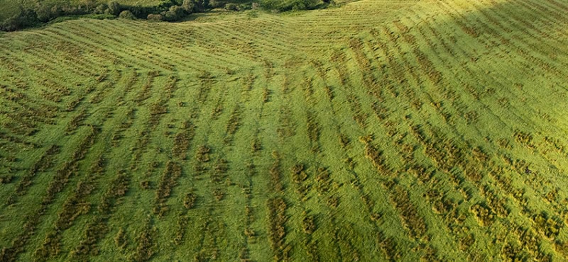 National Recovery Plan for Culture